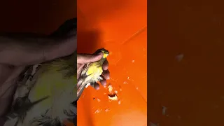 إطلالة جديدة Birds Cute Lovly Pets Animals  إطلالة جديدة Birds Cute Lovly Pets Animals