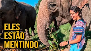 REVELANDO A REALIDADE DOS SANTUÁRIOS DE ELEFANTES NA TAILÂNDIA