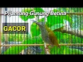 Lagu Burung pijantung gunung betina gacor memanggil pijantung gunung lain biar bunyi, Pancingan pijantung