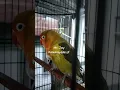 Download Lagu Lovebird jantan muda || mulai nada kering dan jeda rapet #shorts