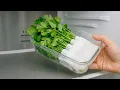 That s How I Preserve Cilantro for 1 Year - No Spoilage No Freezer Needed Click DIY
