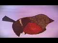 República Popular - Curió | Clipe Oficial