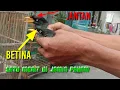 Download Lagu inilah burung jalak kebo jantan dan betina milik subscriber dari semarang.