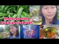 Download Lagu PHARMACY LOU NELOUVA KAKAL(Kidney )KAJAN DAN||