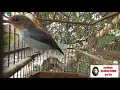Download Lagu suara burung kemade cabe cabean muda gacor ngeriwik kasar cocok untuk pancingan burung malas bunyi