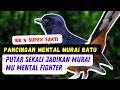 Pancingan Mental Murai Batu Ter Sakti,  Putar Sekali Jadikan Murai Mu Gacor Mental Baja