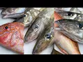 Download Lagu KAYAK FISHING FOR WHITING -EP 12-