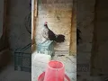 Download Lagu kalij pheasant drumming #beautyofbirds #aves #kalij #pheasants #birdslover #aviary #avians #original