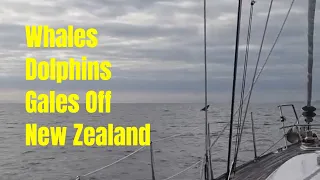Whales, Dolphins and Gales off New Zealand Ep. 111