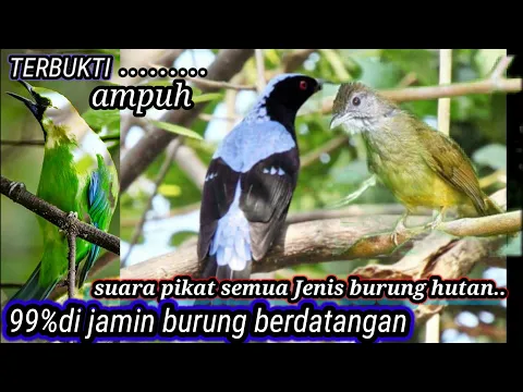 Download MP3 🔴suara campuran ampuh buat pikat semua Jenis burung hutan‼️👍