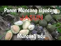 Download Lagu PANEN MUNCANG ADU SI PEDANG
