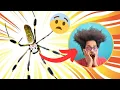 Amazing Insects DANGERS and Benefits