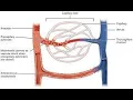 Arteriovenous Anastomosis CPT code - simplify medical coding