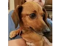 Minny an adorable miniature dachshund rescue