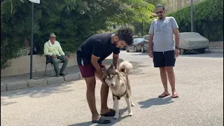 لقيت كلبي هاتشيكو بعد غياب طويل لحظة صعبه جدا