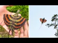 Draco Volans A Real-Life Flying Dragon