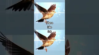 Skylark Call صوت المطوق 