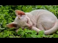 Download Lagu Rustgevende muziek voor kattentherapie 🐾 | Kalmerende muziek om uw kat te laten ontspannen 💤
