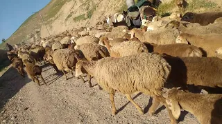 گله گوسفندان قلعه نو بادغیسHekmatullah Moradi 