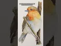 Download Lagu How to paint a Christmas Robin in watercolour #shorts