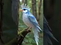 Lagu burung cantik alam liar #birds #birdcall #burung #birdsong #nature