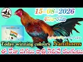 15 August 2026 Today winning colours Nanifarms colourupdate kukkutasastram telugu