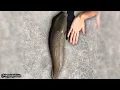 Big Slug