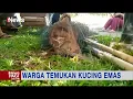 Lagu Warga di Solok Temukan Hewan Langka Kucing Emas, Petugas Damkar Bantu Evakuasi #iNewsPagi 22/12