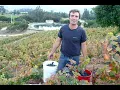Harvest / Cosecha Tanagra 2010
