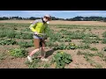 Winter squash weeding with Terrateck wheel hoe