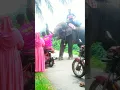 Download Lagu elephant video hati 🥰 hathi I hati tiktok 🤩 হাতি #shortsfeed #youtubeshorts #tiktok #hati