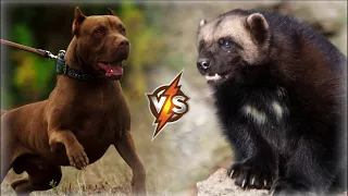 Pitbull VS Wolverine Who is Stronger Fighting Dog or Wild Animal