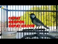 Download Lagu CEPAT RESPON CEPAT GACOR...!!! Jika Glatik Anda Dengar Kicauan Glatik Batu Gacor Ini