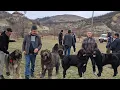 Download Lagu LA SCORTOASA,ZECI DE CAINI CIOBANESTI ROMANESTI SI CAUCAZIENI,O EXPOZITIE A PASIONATILOR 2025.