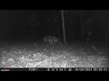 Coyote enjoying Abington Ale House left overs Great Food