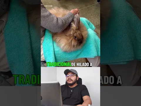 Conoce la técnica tradicional y milenaria de hilado con pelo de conejo Angora