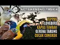 Download Lagu MASTERAN KOMBINASI MEWAH BESETAN CUNGKOK GEREJA TARUNG, TEPPUS, KAPAS TEMBAK, LOVEBIRD