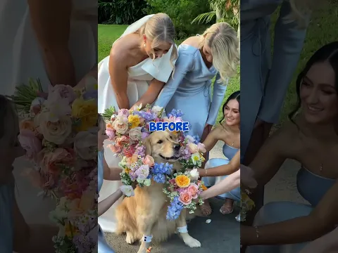 Dog Gets Jealous at Your Wedding 😭😩😂..... #shorts