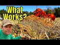 We Tested EVERY Fire Ant Killer So You Don t Have To