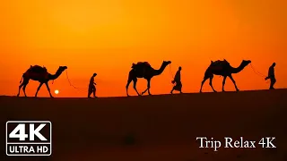 قافلة جمال الصحراء مع موسيقى عربية للتأمل والإسترخاء Camel Caravan 