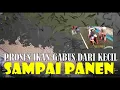 Lagu Proses Pembesaran Ikan Gabus dari Kecil sampai Panen