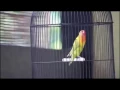 Download Lagu Aksi Lovebird RORO Ngekek Panjang