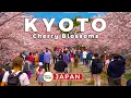 Download Lagu 🌸 Cherry Blossoms Walk along Keage Incline | Kyoto, Japan 🇯🇵 | 4K 60fps | Captions