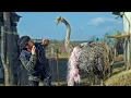 Download Lagu STRUȚUL GUCCI #3chestii