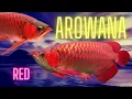 Lagu Arowana Arwana Monster Predator Fish @rcaquatic | Falcon Aquarium Services