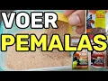 Download Lagu RACIKAN VOER UNTUK BURUNG KECIL, PRENJAK, GELATIK BATU, CIBLEK DLL || KALO MALAS PAKAI VOER INI AJA