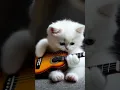 Lagu Kucing pegang gitar,, kucing Main Gitar Lucu Banget #short