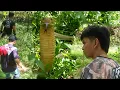 Download Lagu PINAG TULUNGAN ANG KILABOT NA KING COBRA NG MGA FARMERS MP3
