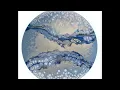 Round Canvas Pearl Cell Dutch Pour Lovely Delicate Results Acrylic Pour Tutorial