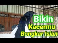 Download Lagu Pancingan Kacer Untuk Menaikkan Emosi Agar Mau Bongkar Isian